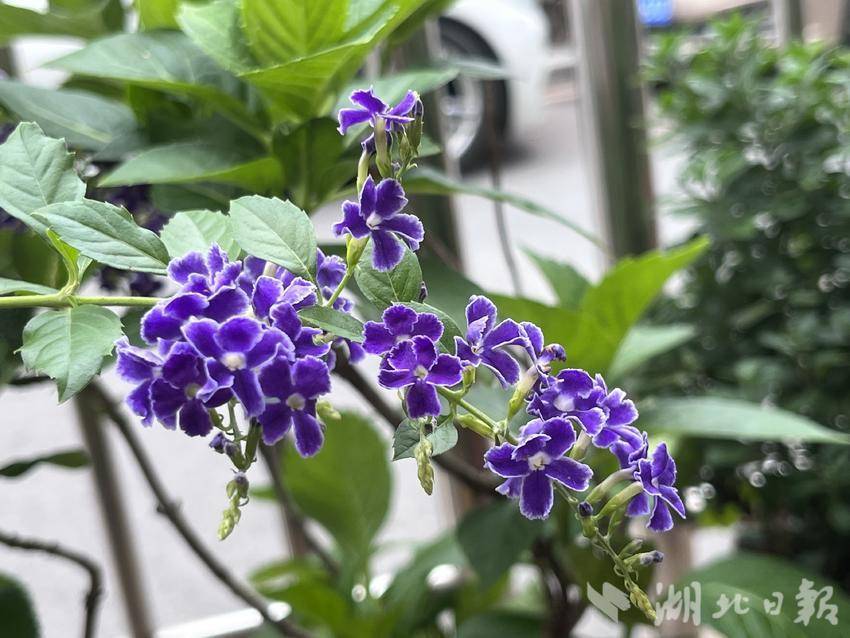 菠菜网平台